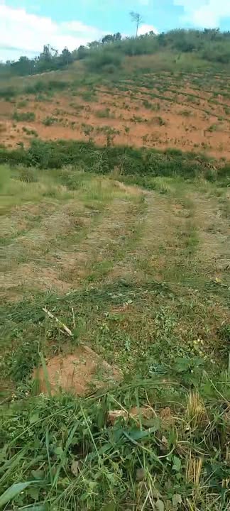 Đất rẫy 9 sào Đăk Sơmei 550 triệu - Chính chủ cần bán gấp!