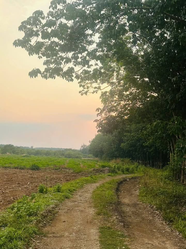 Đất nền Tân Thành, Đồng Xoài 2059m² giá chỉ 300 triệu - Cơ hội đầu tư tuyệt vời!