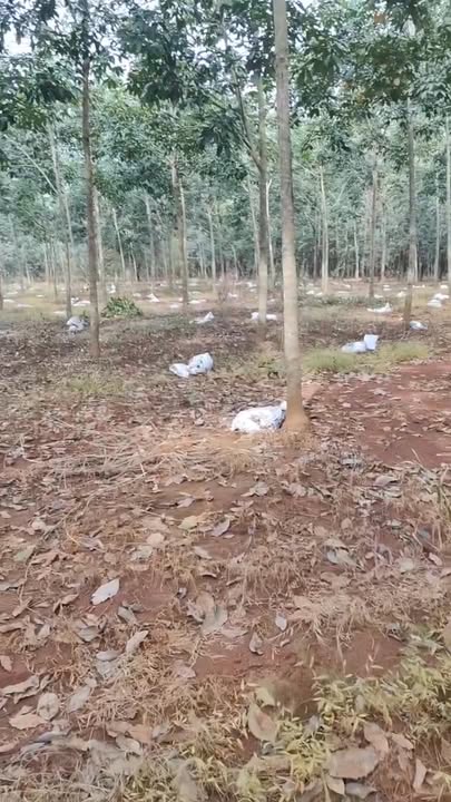 Đất cao su 1.6ha Tân Tiến Đồng Phú giá 2.6 tỷ - Cơ hội đầu tư hấp dẫn!