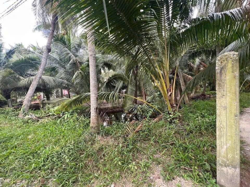 Đất vườn dừa 6300m² xã Hưng Nhượng giá 3.024 tỷ - Thu hoạch ổn định!