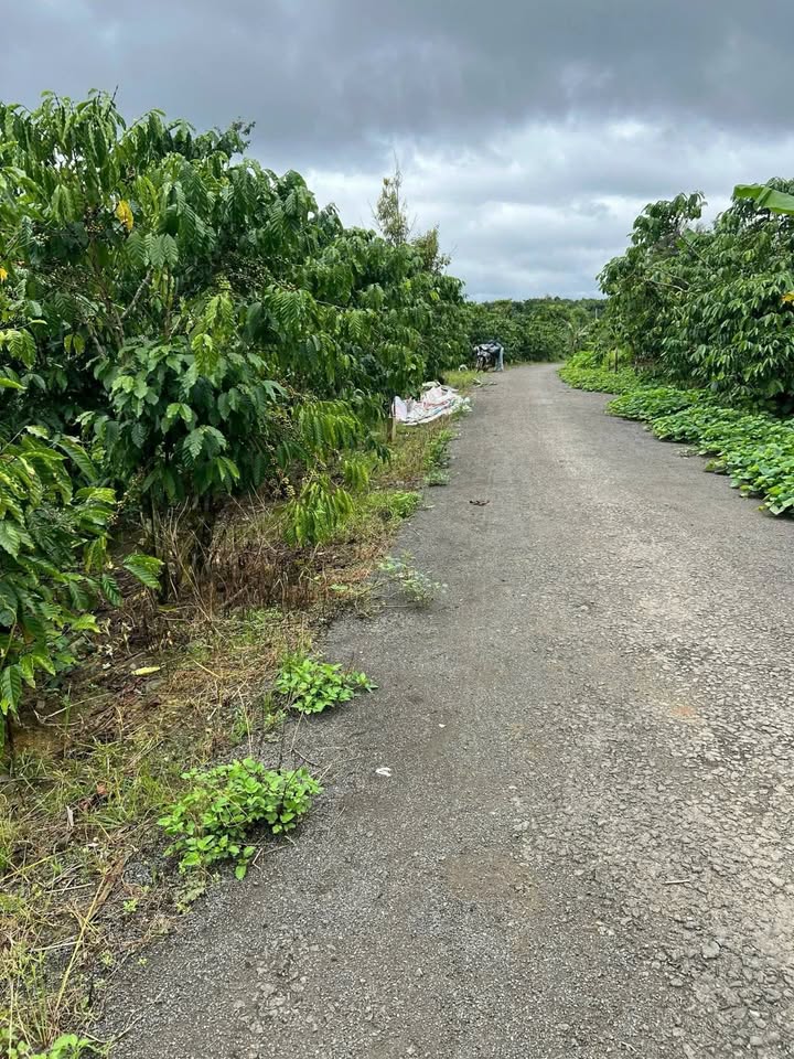 Đất nền Bảo Lộc 2200m² giá 900 triệu - Thương lượng cho khách thiện chí!