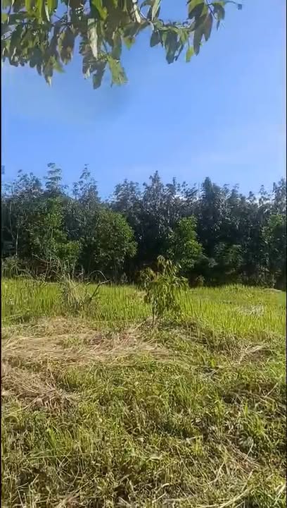 Đất vườn Đồng Kho Tánh Linh 1,5ha giá 1,05 tỷ - Cơ hội đầu tư hấp dẫn!