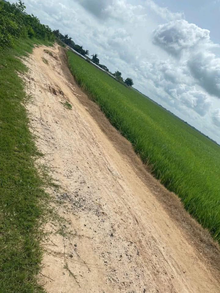 Đất ruộng 18.000m² xã Bình Phú, huyện Tân Hồng, Đồng Tháp - Giá chỉ 2.52 tỷ