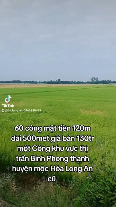 Đất nông nghiệp 60.000m² tại Bình Phong Thạnh, Mộc Hóa - Sổ đỏ chính chủ, giá chỉ 7.8 tỷ!