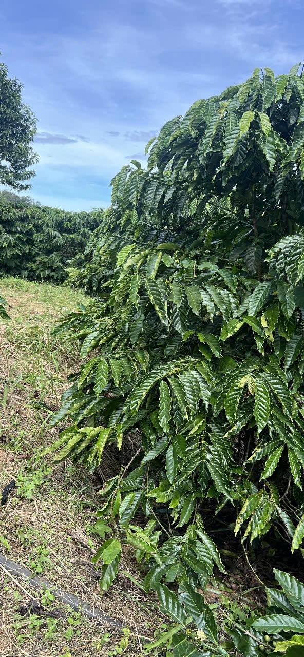 Đất Rô Men Đam Rông 13.000m² giá 2,3 tỷ - Sổ sách đầy đủ, tiện nghi đầy đủ!