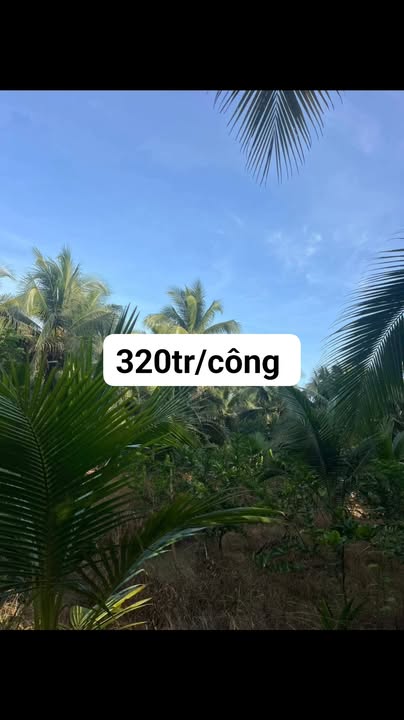 Đất nền 1000m² đường Hoa Lâm, xã Châu Hưng, giá chỉ 320 triệu - Đầu tư sinh lời ngay!