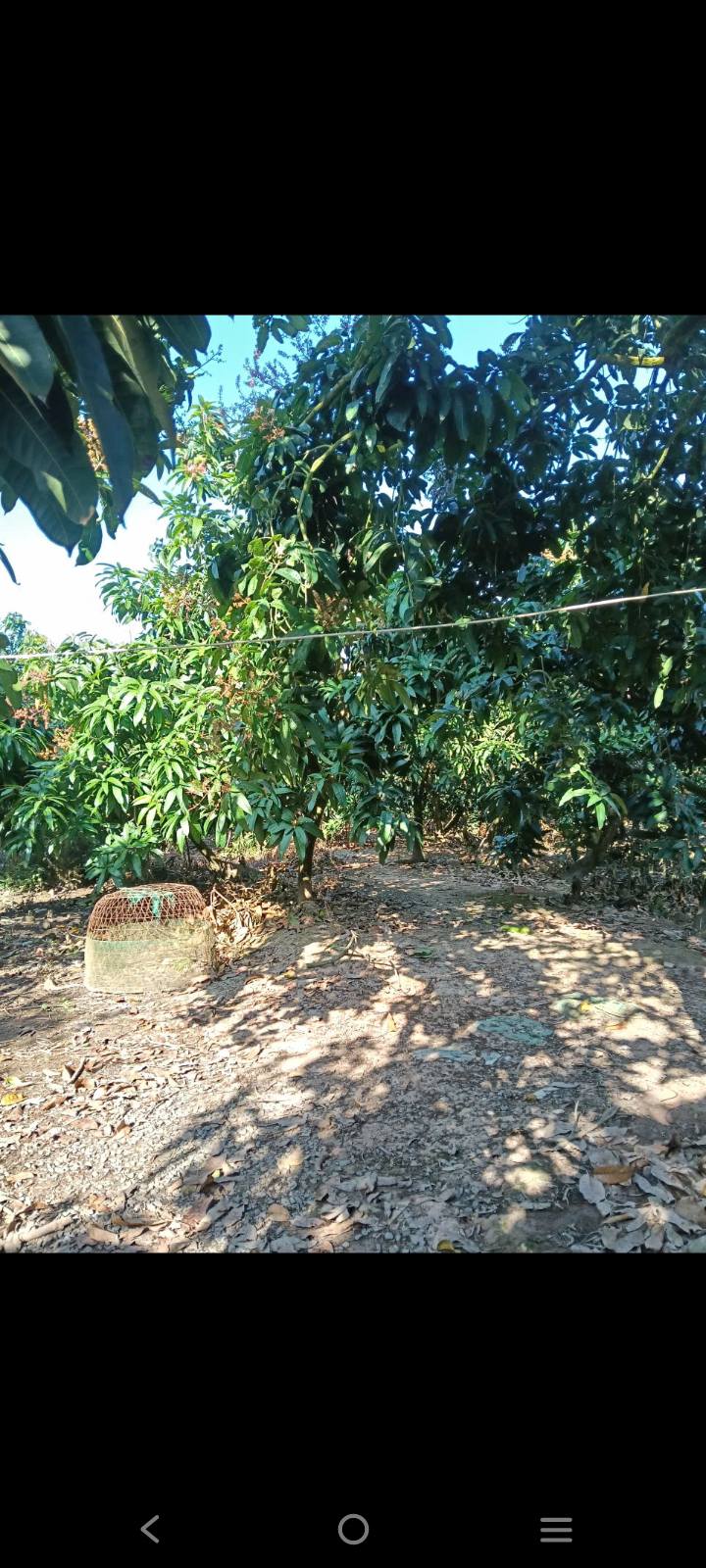 Đất vườn 5000m² tại Cù Lao Giêng, An Giang giá 950 triệu - Cơ hội đầu tư hấp dẫn!