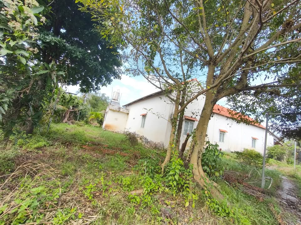 Nhà vườn Tân Nhựt Bình Chánh 1300m² giá 9 tỷ - Không gian sống lý tưởng!