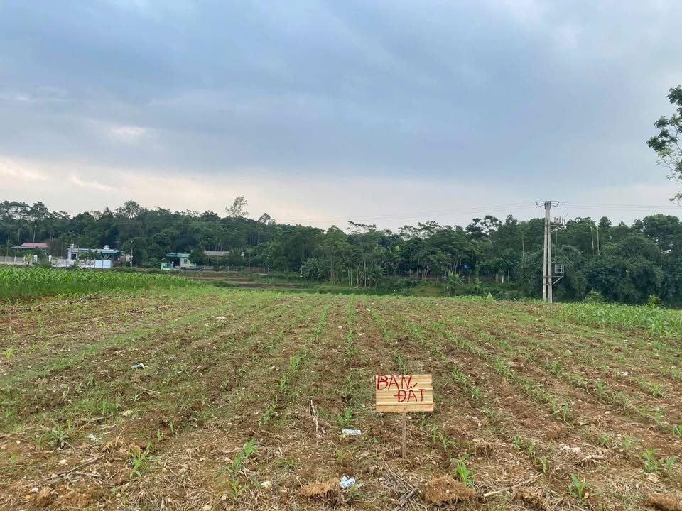 Đất nền xã Hanh Cù - Thanh Ba 100m² giá 1.25 tỷ - Cơ hội đầu tư hiếm có!
