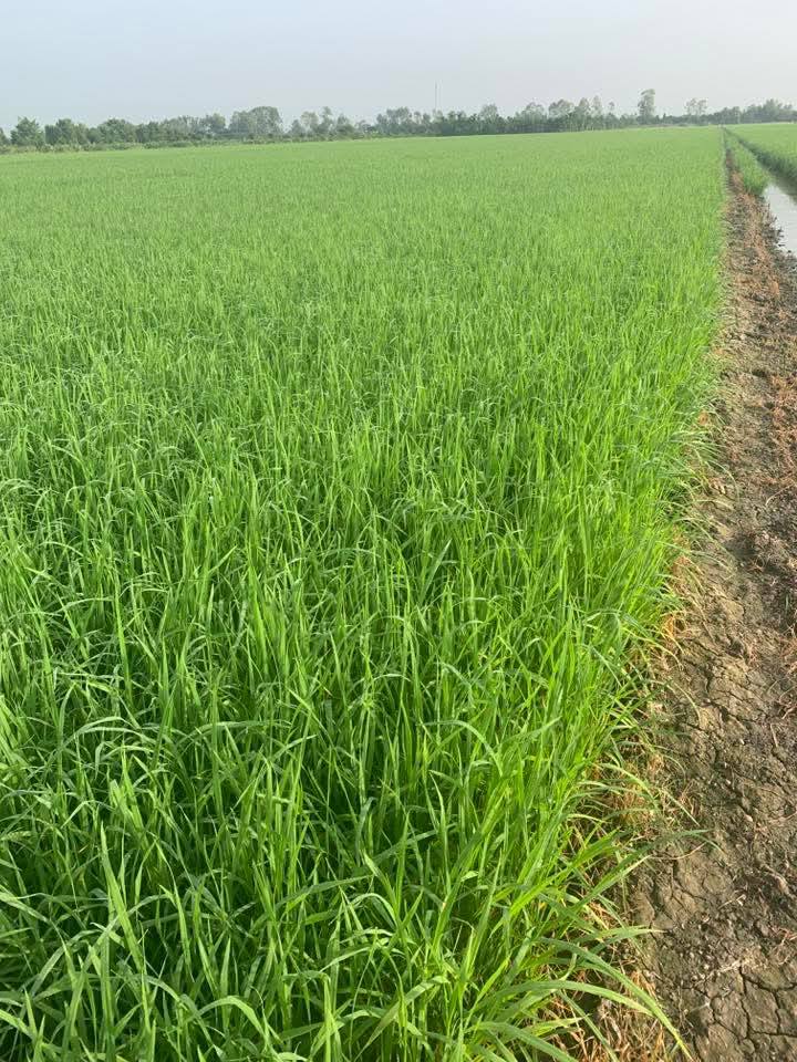 Đất nông nghiệp 13 công tại Thanh Mỹ, Tháp Mười - Mặt tiền 38m, giá chỉ 4.12 tỷ!