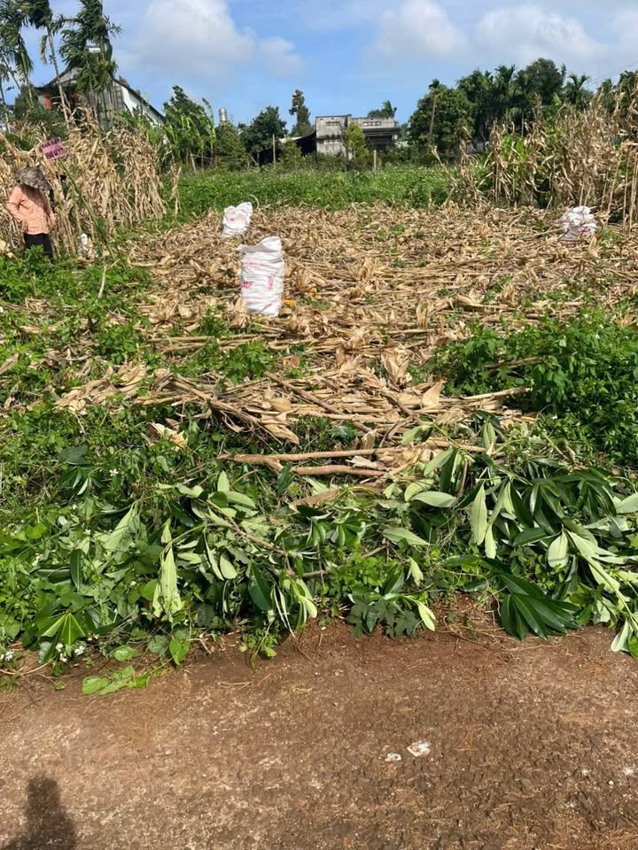 Đất hẻm Nguyễn Thái Bình Hòa Thắng 105m² giá chỉ 980 triệu - Đường ô tô thông thoáng!