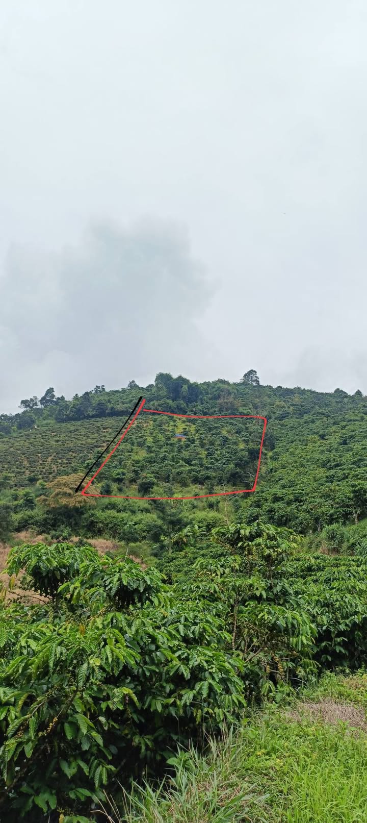 Đất thổ cư Lộc Thành Bảo Lâm 20160m² giá 550 triệu - Sổ đỏ chính chủ