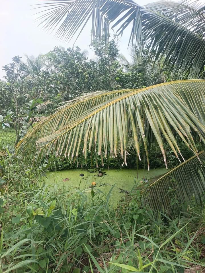 Đất nền ấp Bình An, xã Song Bình, 97m² chỉ 210 triệu - Cơ hội đầu tư tuyệt vời!