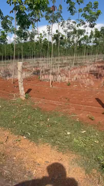 Đất Farm 2ha tại Phước Minh, Bù Gia Mập giá 4.5 tỷ - Đầu tư tiềm năng!