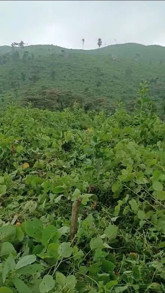 Đất rừng sản xuất 38ha tại Sảng Mộc, Võ Nhai - Giá thương lượng hấp dẫn!