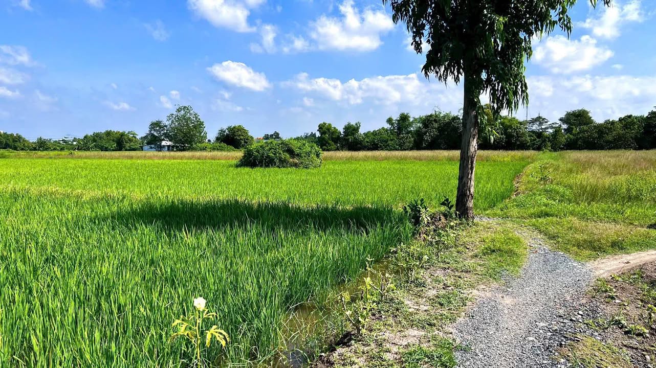 Đất nông nghiệp 948m² tại ấp Tân Chánh, Long An chỉ 440 triệu - Pháp lý rõ ràng!