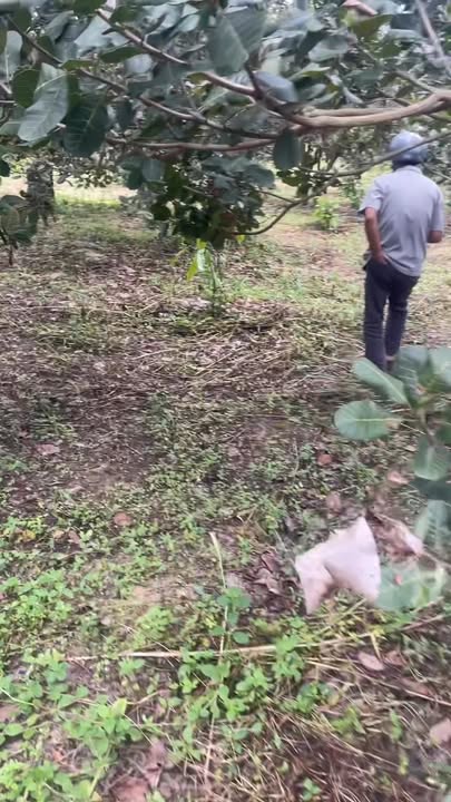 Đất nền Cư Elang, Ea Kar, Đắk Lắk 20.000m² giá 700 triệu - Cơ hội đầu tư tuyệt vời!