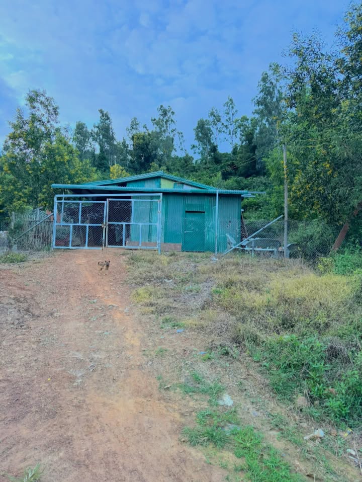 Đất cây lâu năm Ninh Hoà 3659m² giá 2.238 tỷ - Pháp lý rõ ràng, tiềm năng cao!