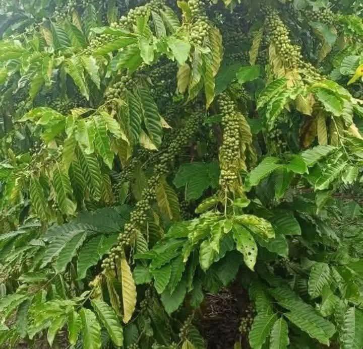 Đất nền Hòa Bắc Di Linh 7200m² giá 1.05 tỷ - Đường bê tông lớn, cơ hội đầu tư hấp dẫn!