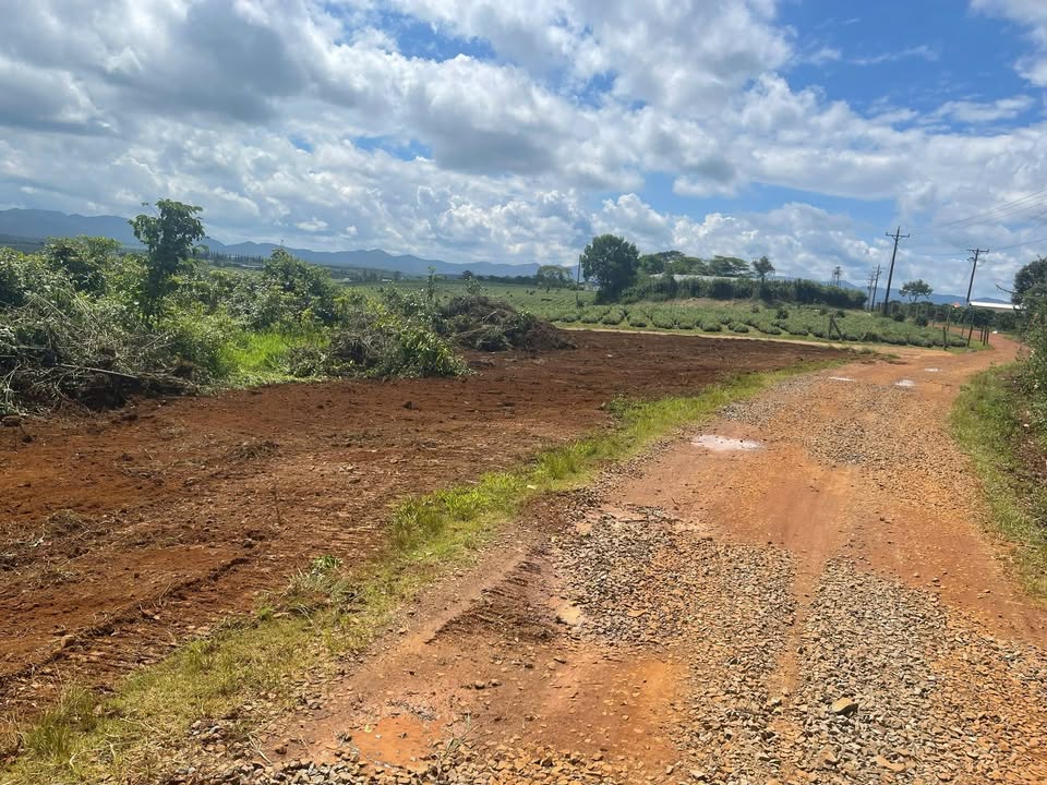 Lô đất 1H3 Lộc Quãng, Bảo Lâm giá 975 triệu - View đồi chè tuyệt đẹp!