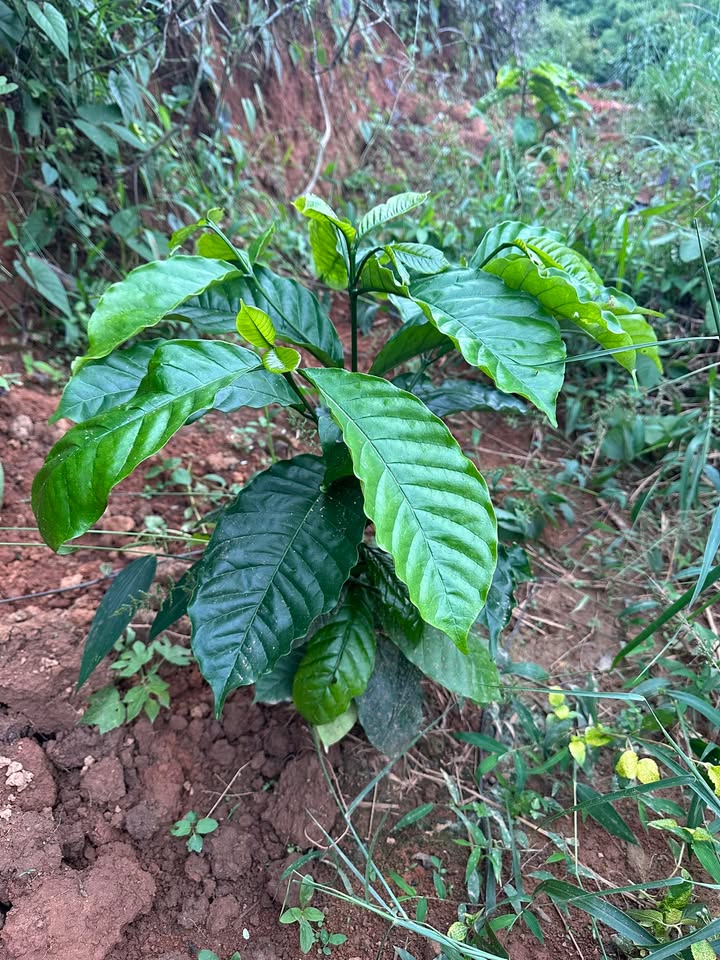 Farm 2ha thôn Đức Lập, xã Đăk Sôr giá 850 triệu - Đầu tư sinh lời ngay!