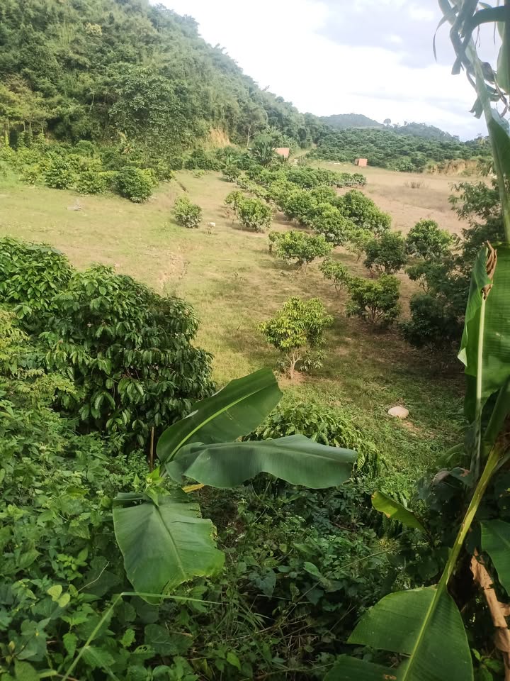 Đất nông nghiệp Nam Đà, Krông Nô 2ha giá 1.6 tỷ - Cơ hội đầu tư sinh lời!