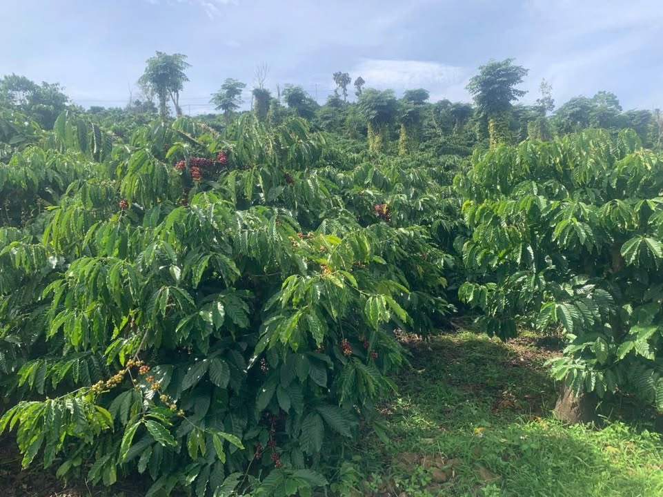 Đất nền Tân Văn, Lâm Hà 13,000m² giá 5 tỷ - Đầu tư sinh lời ngay!