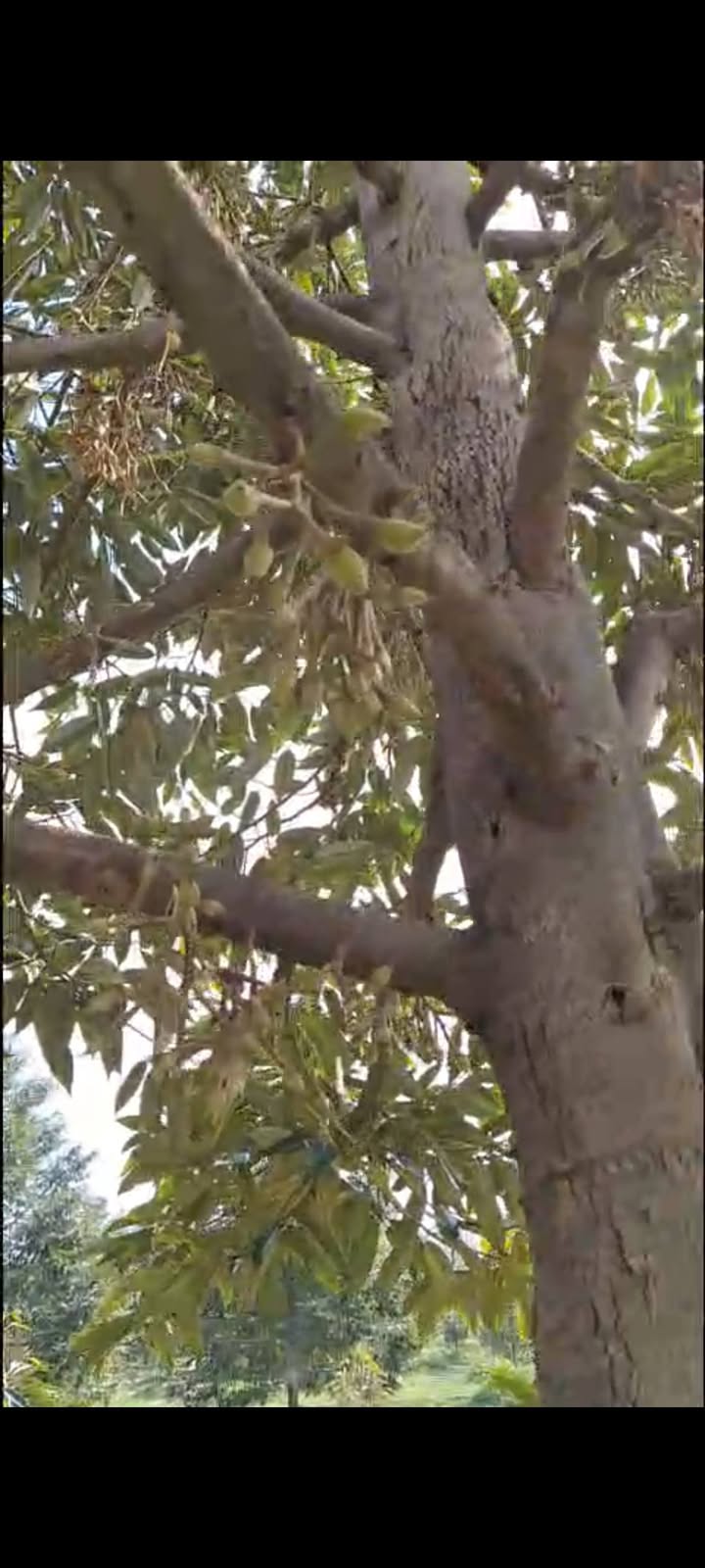 Farm Tân Nhuận Đông 11.000m² giá 7.5 tỷ - Đất đẹp, sẵn sàng đầu tư!