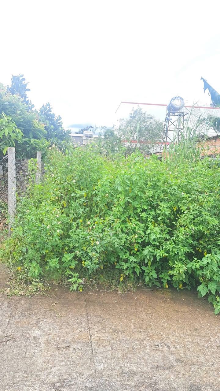 Đất nền Phú Hội, Đức Trọng 150m² giá 1.25 tỷ - Đầu tư sinh lời ngay!