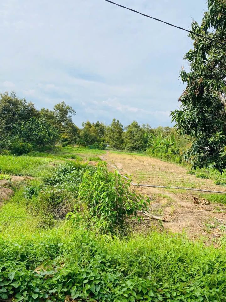 Đất nền Phú Đức Châu Thành 1000m² giá 1.45 tỷ - Mặt tiền sông Ba Lai