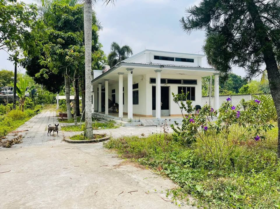 Nhà vườn Phạm Văn Cội Củ Chi 5079m² giá 50.79 tỷ - Góc ba mặt tiền hấp dẫn!