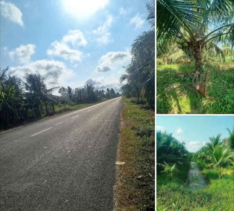 Đất nền Lương Hòa, Giồng Trôm 1275m² giá chỉ 2 tỷ - Cơ hội đầu tư lý tưởng!