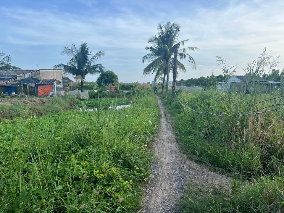 Đất Vĩnh Châu 6200m² giá 250 triệu - Cần bán gấp do cần tiền trị bệnh!