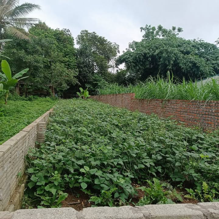 Đất nền An Tường Tuyên Quang 120m² giá thỏa thuận - Sổ đỏ chính chủ, sang tên nhanh chóng!