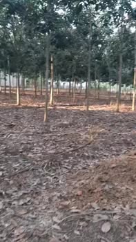 Farm 1,3 ha tại ấp 3, xã Thanh Hòa giá 1,6 tỷ - Đầu tư sinh lời hấp dẫn!