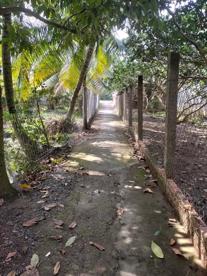 Đất nền 2000m² xã Trung Thành, Vĩnh Long giá 2.2 tỷ - Tiềm năng phát triển lớn!