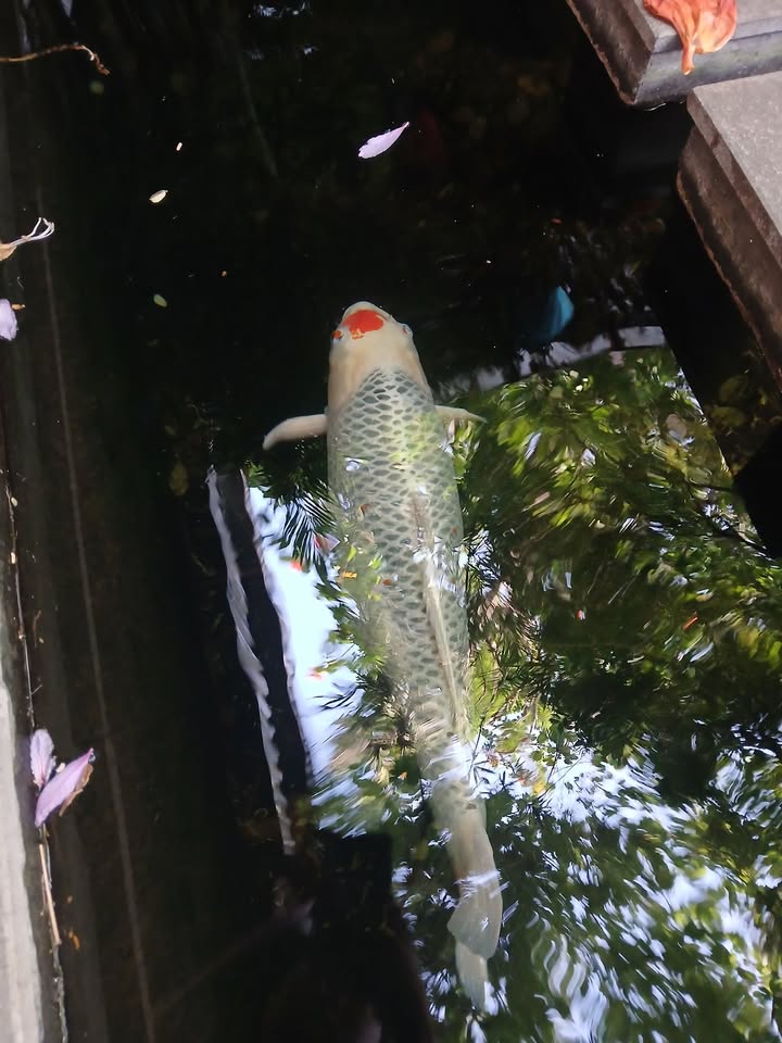 Đất nền 1131m² tại Phan Thiết - 2 mặt tiền vô cùng đắc địa - Đầu tư sinh lời!