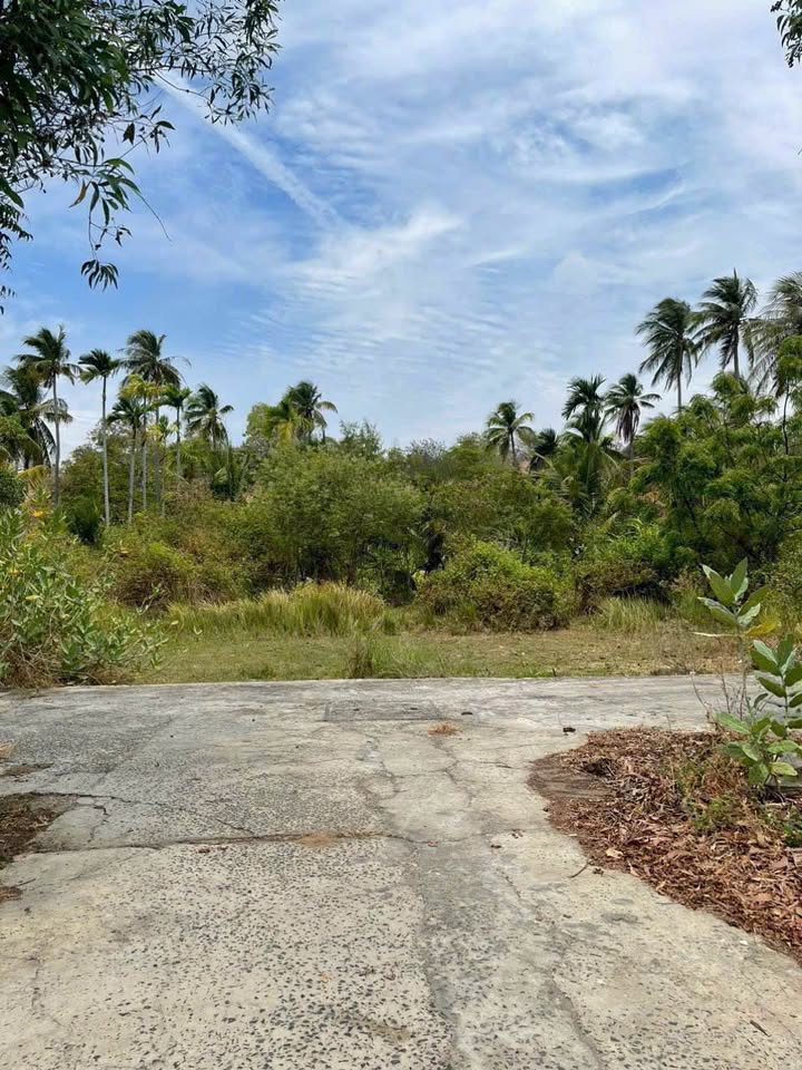 Đất thổ cư 1000m² tại Hàm Tiến, Phan Thiết - Giá đầu tư hấp dẫn!