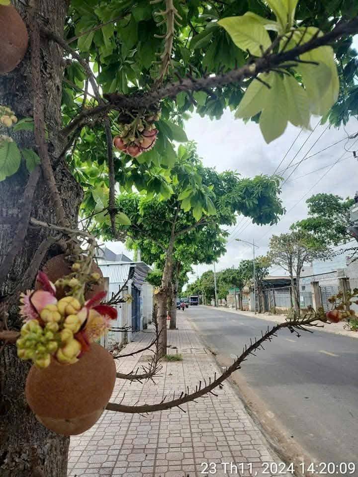 Đất vườn đường Nguyễn Huệ P1, Sóc Trăng 1489m² giá 16 tỷ - Cơ hội đầu tư tuyệt vời!