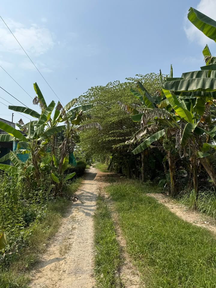 Đất thổ cư 1542m² Phước Hậu Vĩnh Long giá 4.626 tỷ - Chính chủ bán gấp!