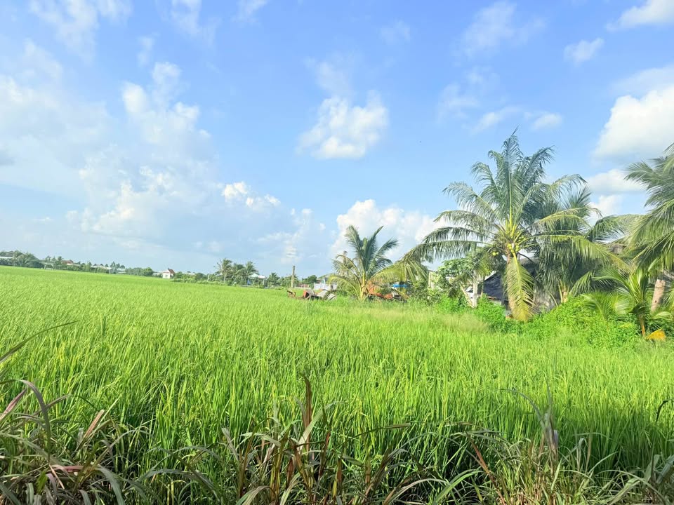 Đất thổ cư 100m² xã Bình Trinh Đông, Tân Trụ, giá 320 triệu - Sổ đỏ chính chủ sẵn sàng giao dịch!