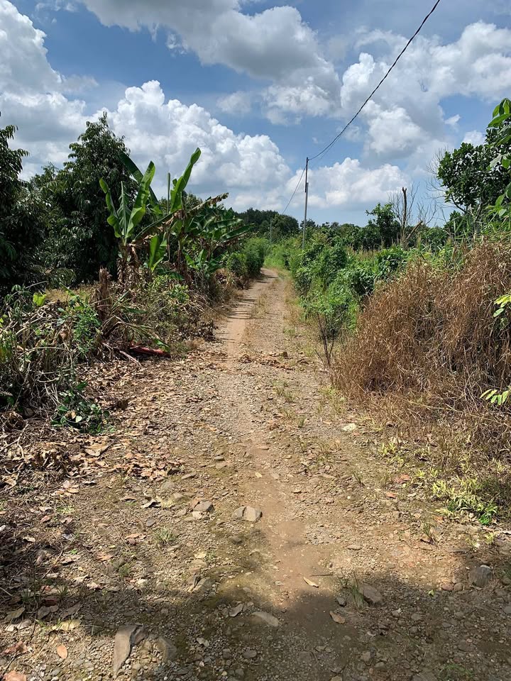 Đất vườn Phú Tân Định Quán 20.000m² giá chỉ 6 tỷ - Tiềm năng sinh lời cao!