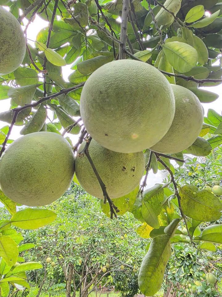 Đất nền 830m² tại Mỹ Hoà, Tân Lạc chỉ 699 triệu - Cơ hội đầu tư tuyệt vời!