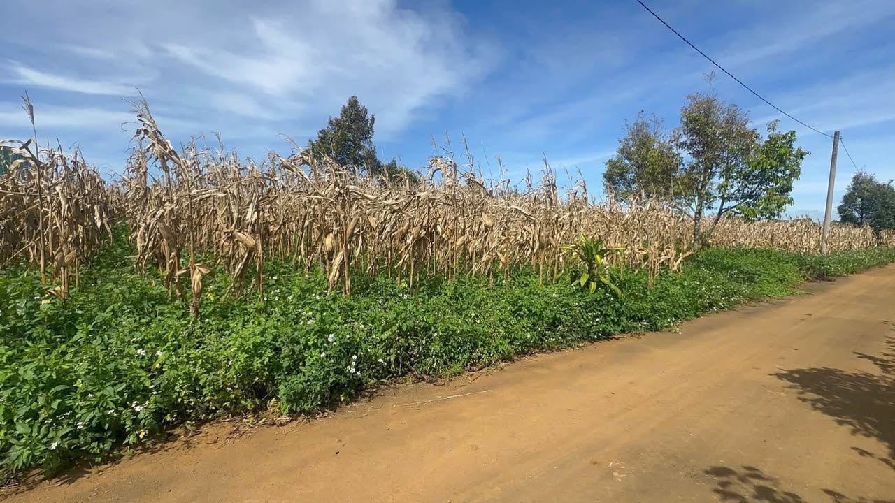 Đất nền Bảo Lâm 145m² giá 650 triệu - Cơ hội đầu tư hấp dẫn!