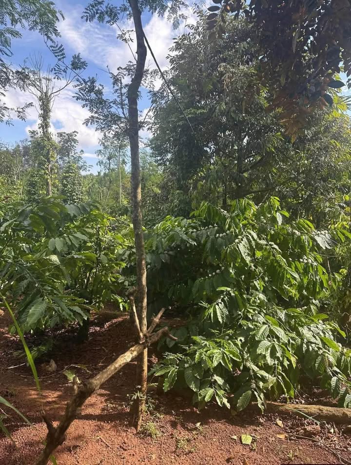 Đất Tân Lập Buôn Ma Thuột 11520m² giá 1.44 tỷ - Cơ hội đầu tư hiếm có!