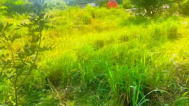 Đất nền 330m² đường 786, Bến Cầu chỉ 870 triệu - Cơ hội đầu tư không thể bỏ qua!