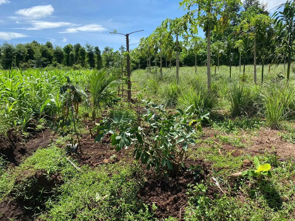 Đất nền Cư Êbur Buôn Ma Thuột 500m² giá thỏa thuận - Cơ hội đầu tư hấp dẫn!