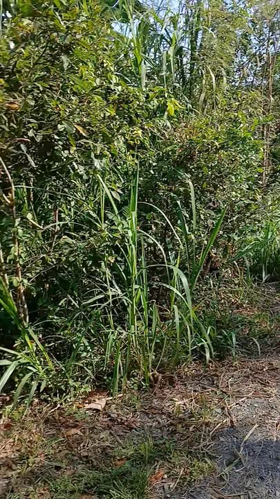 Đất nền 3330m² tại Bình Tân, Gò Công Tây - Giá chỉ 3,8 tỷ VND!