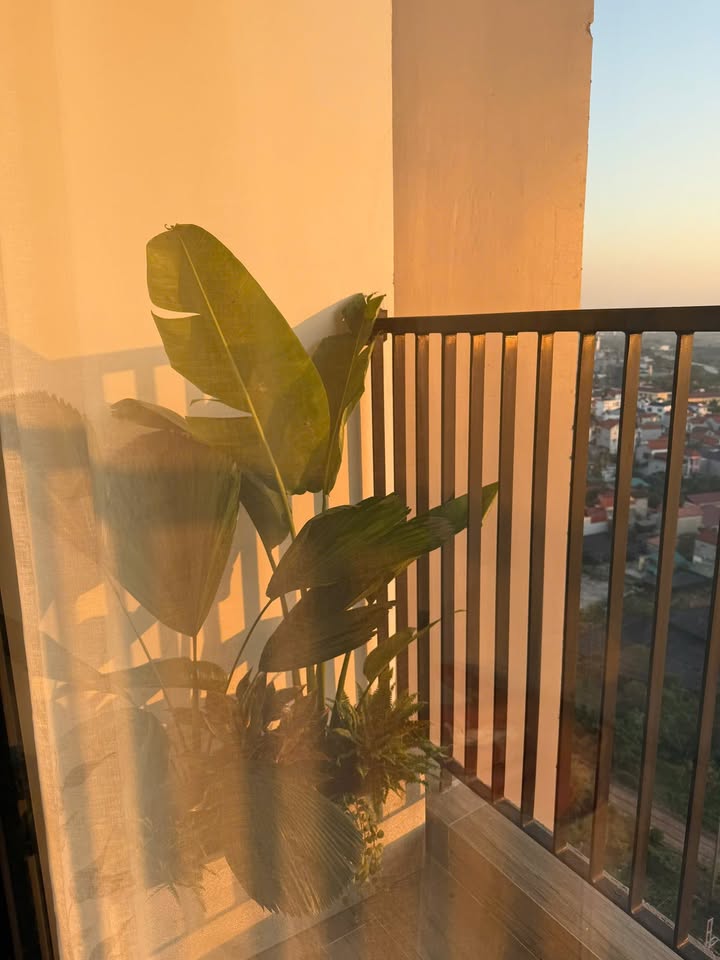 Cho thuê studio Skyforest Phụng Công - Giá thỏa thuận - Full nội thất, view sông Hồng