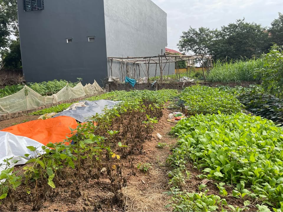 Đất nền Hoàng Đan Tam Dương 130m² giá chỉ 900 triệu - Sẵn sàng đầu tư!